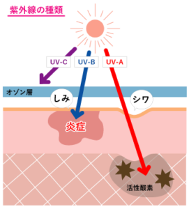 紫外線の種類